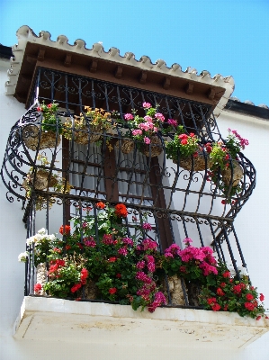 Architecture plant flower window Photo