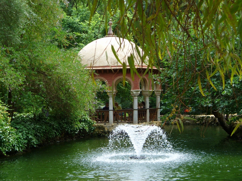 Albero acqua fiore fiume