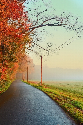 Landscape tree nature forest Photo