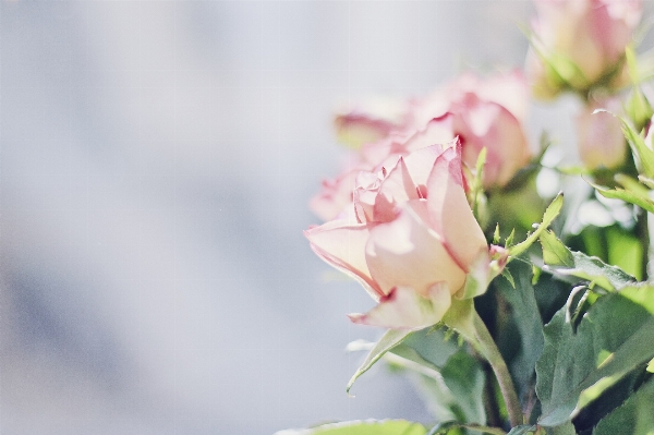 Zweig blüte anlage fotografie Foto