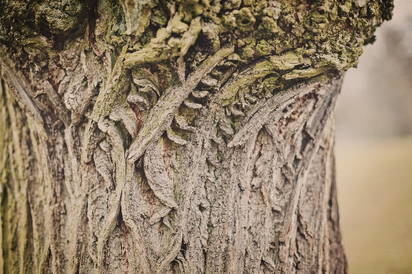 Foto Albero natura foresta ramo