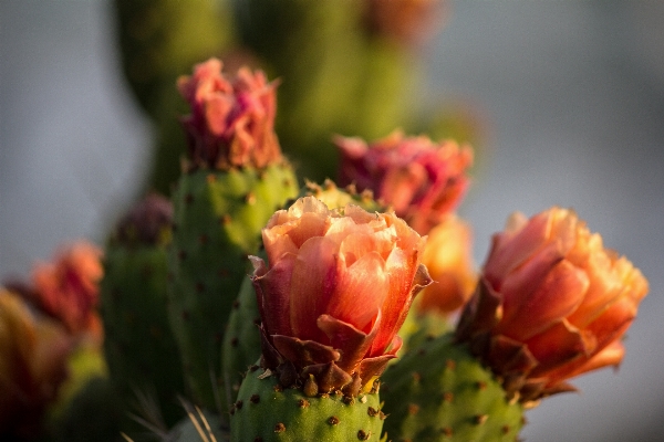 Foto Natureza florescer cacto
 plantar