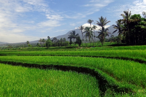 風景 自然 草 空 写真