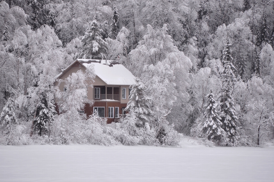 árvore natureza neve inverno