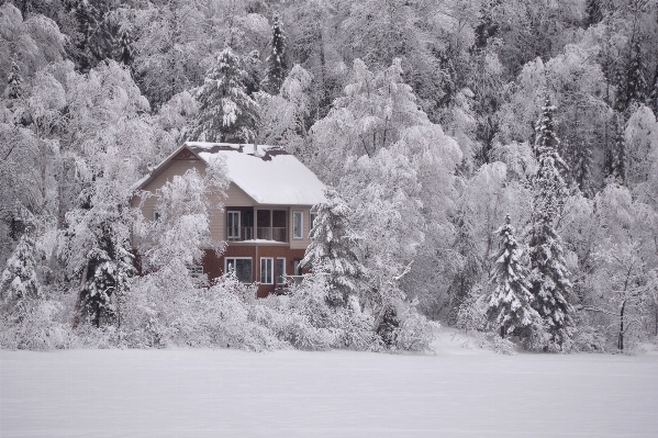 Tree nature snow winter Photo