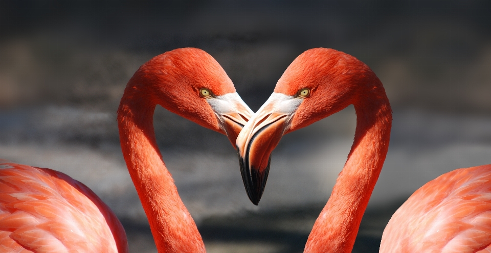 Pájaro animal amar corazón