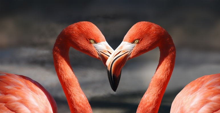 Bird animal love heart Photo