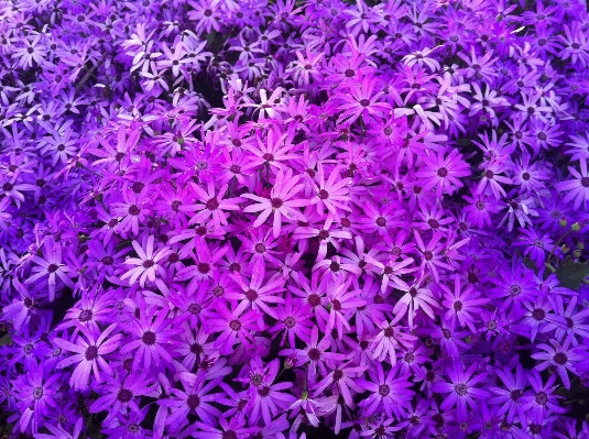 Water nature blossom plant Photo