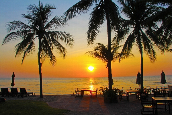 Beach sea coast tree Photo