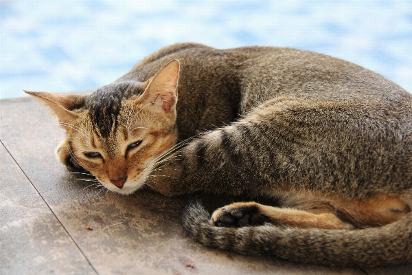 Foto Dolce animale carino viaggio