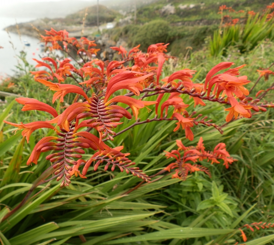 Paisagem natureza plantar folha