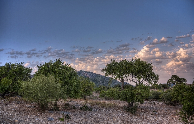 風景 木 自然 地平線 写真