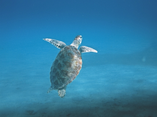 海 水 自然 海洋 写真