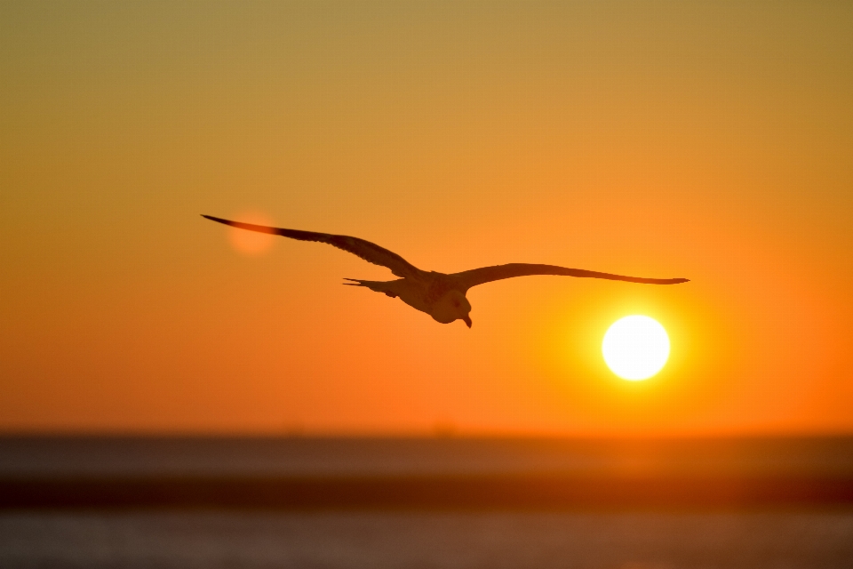 Nature ocean silhouette bird