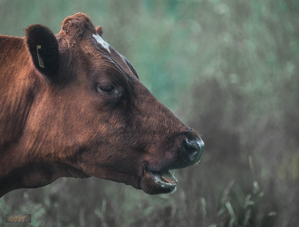 Natura lato dzikiej przyrody krowa