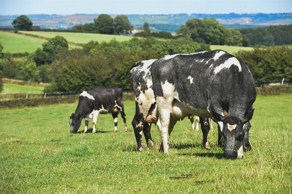 Grass field farm meadow Photo