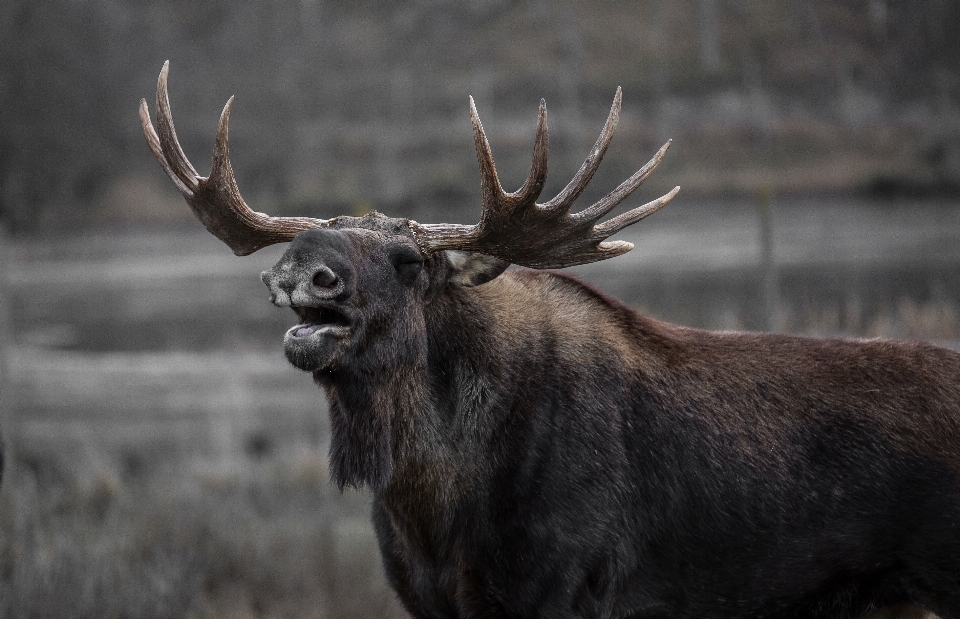 Animali selvatici cervo corno fauna