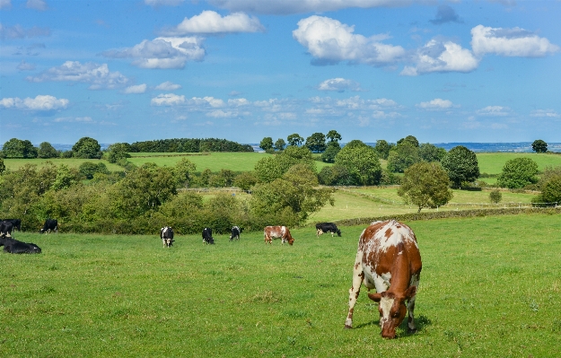 Landscape grass field farm Photo