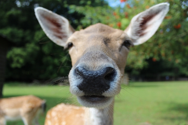 Animal wildlife wild deer Photo