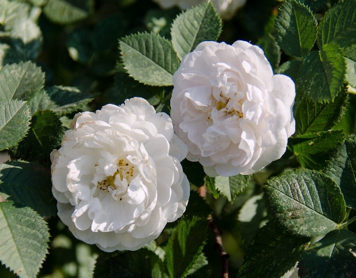 Blossom plant flower petal Photo