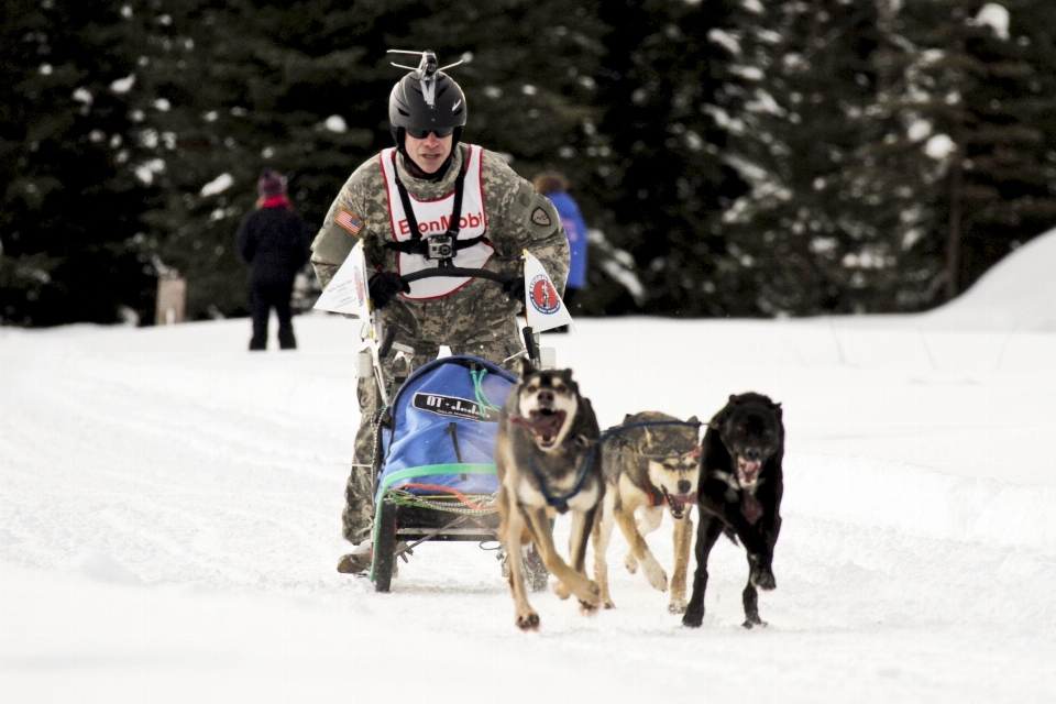 Schnee winter sport hund