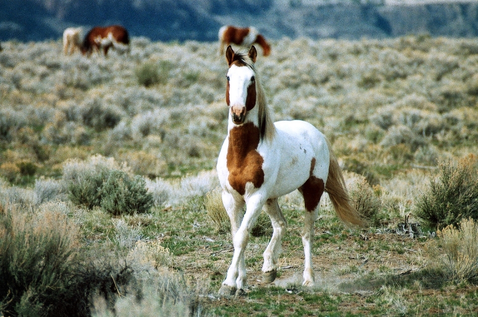 Meadow animal male range