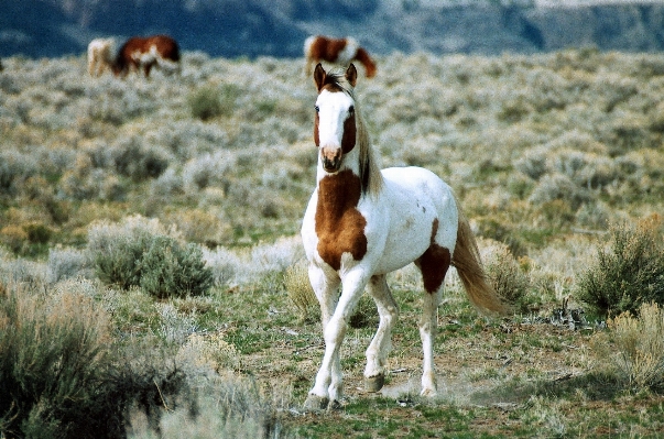 Meadow animal male range Photo