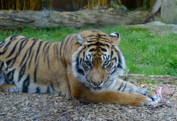 Zdjęcie Natura rekreacja dzikiej przyrody ogród zoologiczny