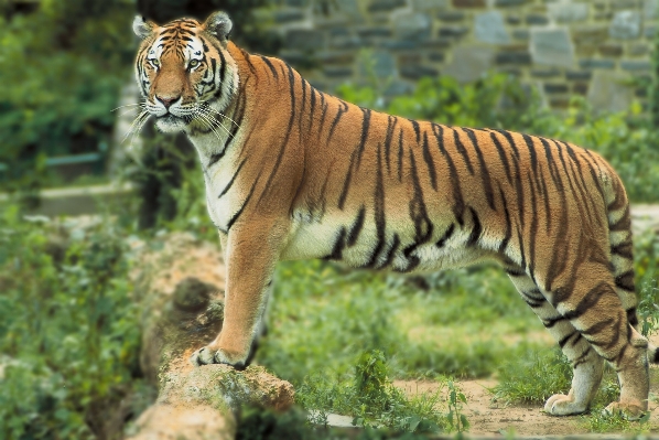 Foto Natura guardare animali selvatici in piedi