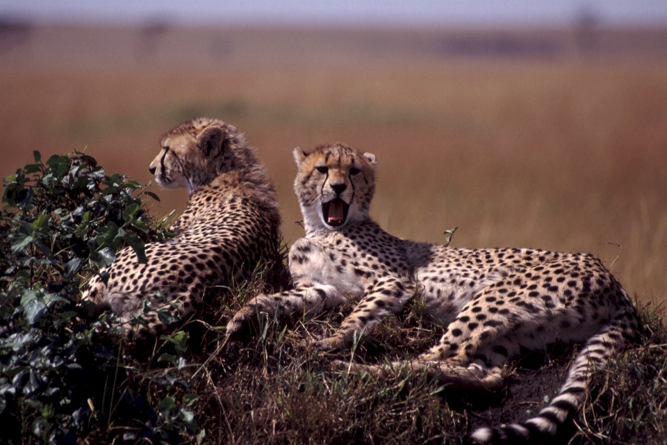 Natur boden tierwelt afrika