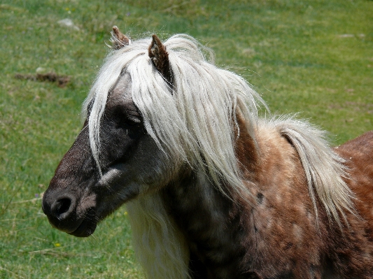 Grass animal wildlife pasture Photo