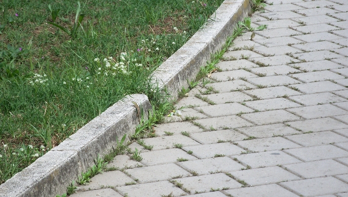 Grass ground lawn sidewalk Photo