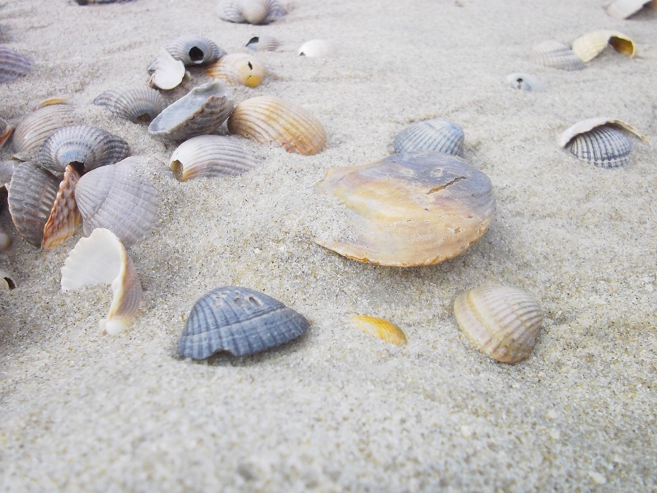 Beach sea sand biology