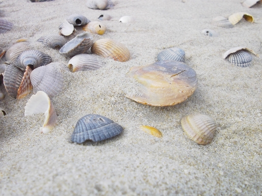 Beach sea sand biology Photo