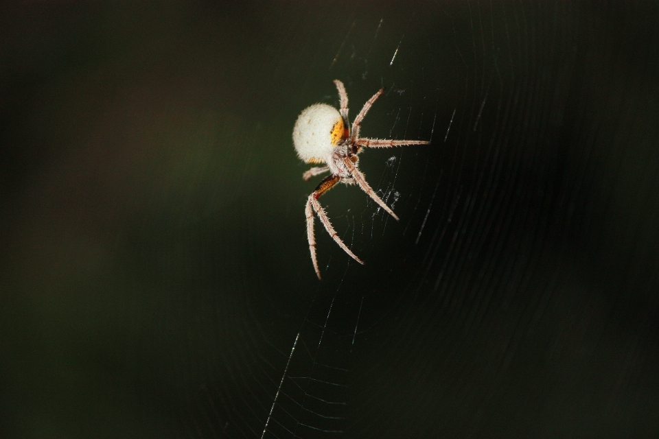 Fotografia owad fauna bezkręgowy