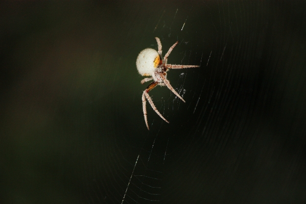 Photo La photographie insecte fauna invertébré