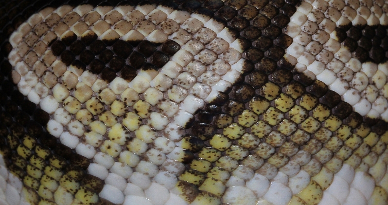 Pattern brown reptile scale Photo