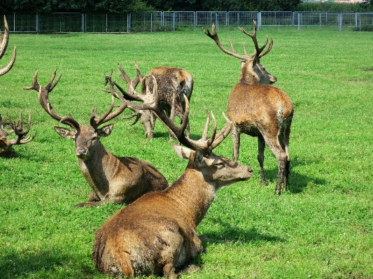 Foto Natura foresta prato
 animale