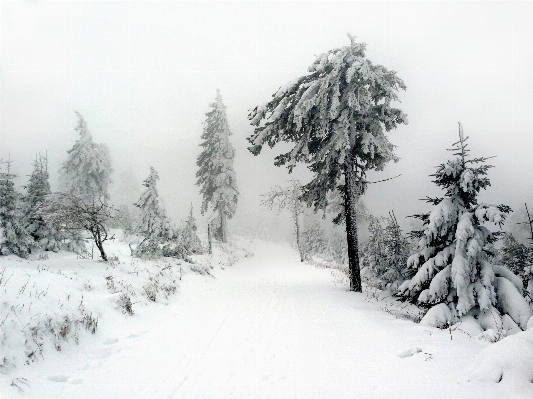 Tree nature forest branch Photo