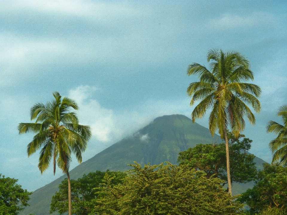 树 自然 森林 山