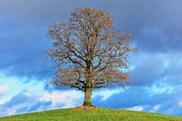 Foto Paisagem árvore natureza grama