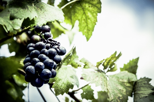 Branch plant grape fruit Photo