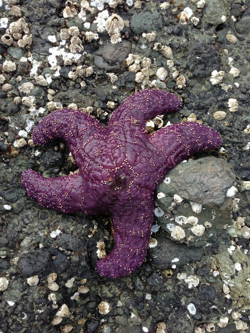 Sea ocean star leaf