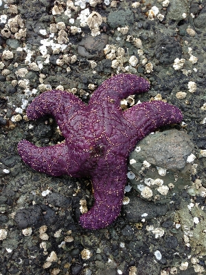 Sea ocean star leaf Photo