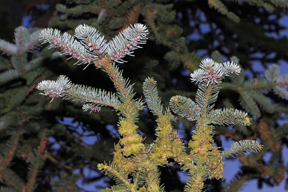 Arbre nature bifurquer fleurir