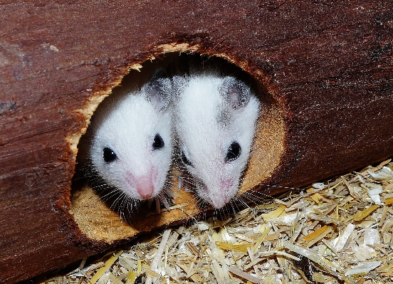 Sweet mouse cute fur Photo