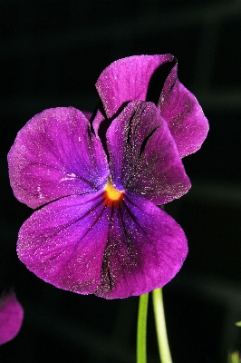 Blossom plant flower purple Photo