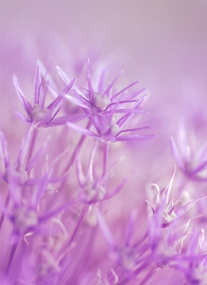 Nature branch blossom plant Photo