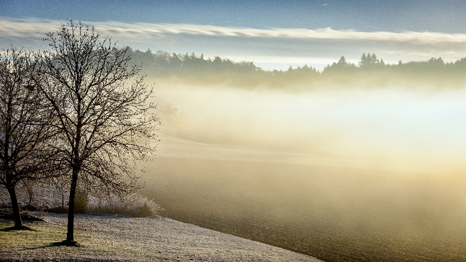 Krajobraz drzewo natura las