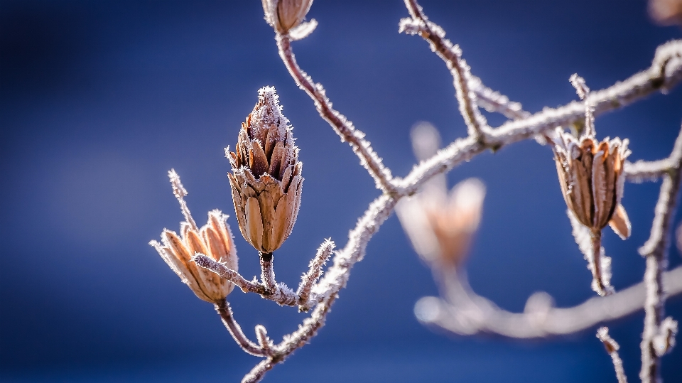 Baum natur zweig blüte